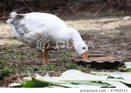 goose eat food in garden 47468521