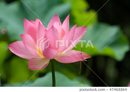 Nanafushi is in lotus flower Nanafushi is in lotus flower 47468864