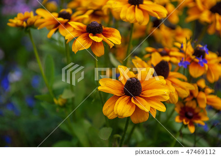 Field of yellow flowers of orange coneflower also called rudbeckia 47469112