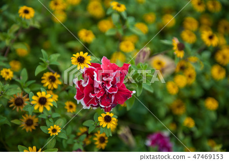 Field of yellow flowers of orange coneflower also called rudbeckia 47469153