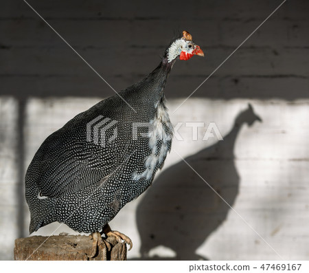 Large guinea fowl sits on a wooden stump 47469167