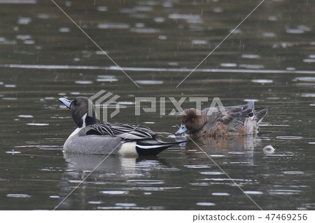 Oneragamo in the rain 47469256