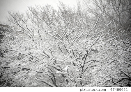 Snow-piled wood Snow-piled wood 47469631