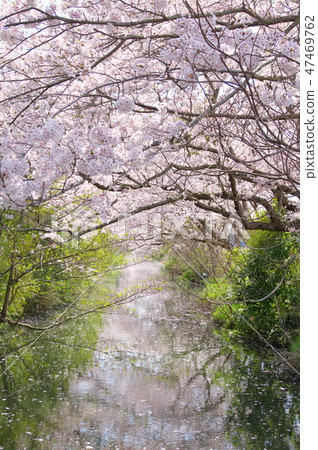 Cherry blossoms in Imai Cherry blossoms in Imai 47469762
