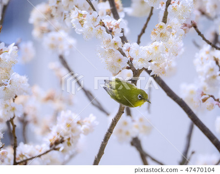 醫學在花園裡參觀 醫學在花園裡參觀 47470104