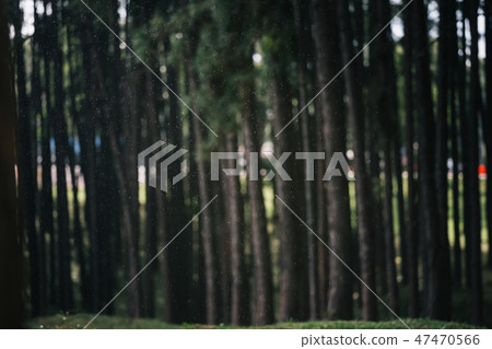 pine tree forest view 47470566