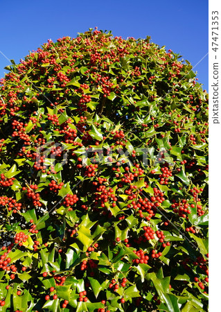 聖誕霍利（Western Holly） 47471353