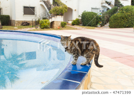 Cute cat drinking water from swimming pool 47471399