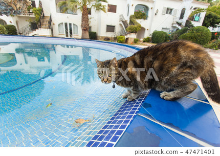 Cute cat drinking water from swimming pool Cute cat drinking water from swimming pool 47471401