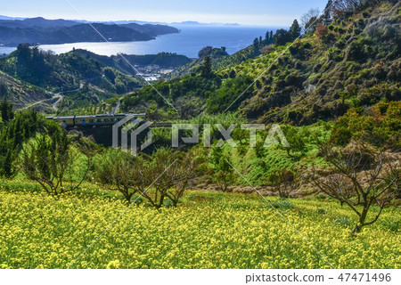 在Hotaratsu Pass強姦花 47471496