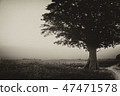 Lonely Tree 47471578