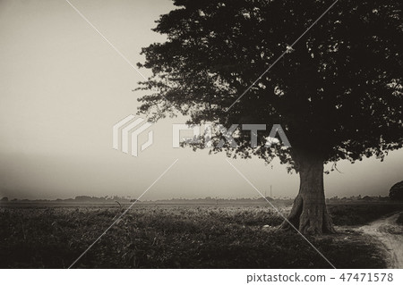 Lonely Tree 47471578