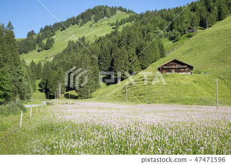 Field with pink flowers in Barmaz (Switzerland) Field with pink flowers in Barmaz (Switzerland) 47471596