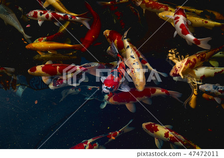 Colorful fancy carp fish Japan 47472011