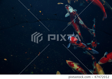colorful koi fish in pool 47472012