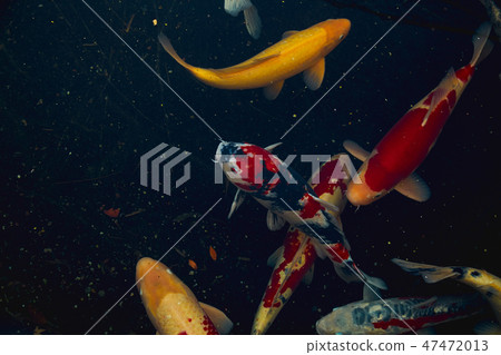 Colorful fancy carp fish Japan 47472013