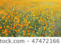 Orange Flower Cosmos 47472166