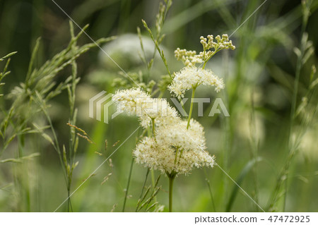 Green meadow closeup. Wild grasses photo background Green meadow closeup. Wild grasses photo background 47472925