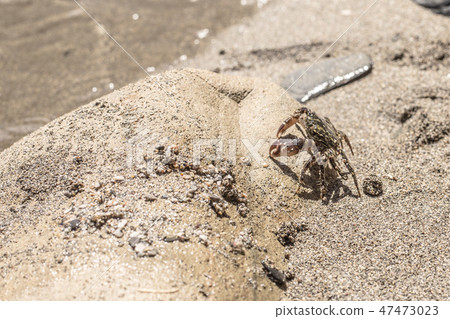 Striped crab on the sandy beach. Closeup Striped crab on the sandy beach. Closeup 47473023