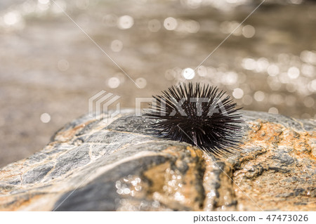 Sea Urchin on Rock Near Ocean Background Sea Urchin on Rock Near Ocean Background 47473026