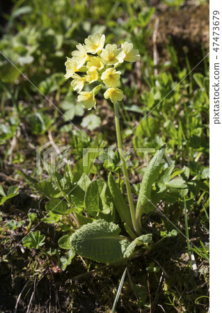 True oxlip (Primula elatior) 47473679