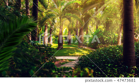 Trail in the tropical jungle in the afternoon. Tropic in the park. Stone road in forest Trail in the tropical jungle in the afternoon. Tropic in the park. Stone road in forest 47473681