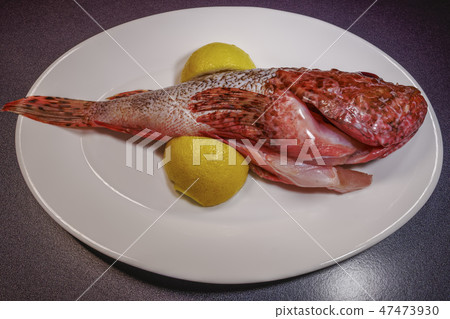 Fresh whole scorpion fish ready to cook. Fresh whole scorpion fish ready to cook. 47473930