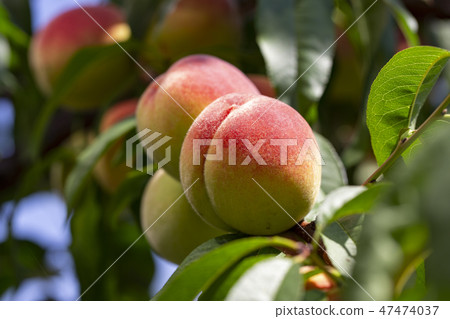 peaches ripen on the branch peaches ripen on the branch 47474037