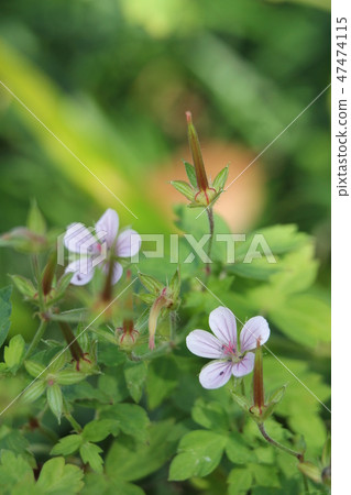 Geranium thunbergii 47474115
