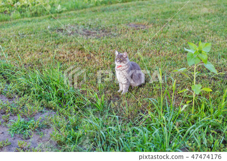 Gray street cat outdoor 47474176