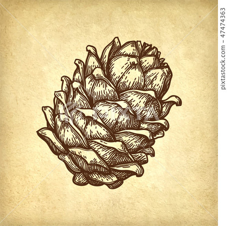 Ink sketch of pine nut. 47474363
