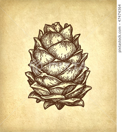 Ink sketch of pine nut. 47474364