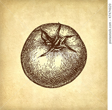 Ink sketch of tomato. Ink sketch of tomato. 47474820