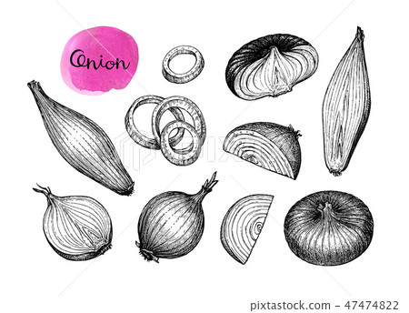 Ink sketch of onion. 47474822