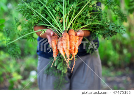 Carrot harvest in hands of woman farmer Carrot harvest in hands of woman farmer 47475395