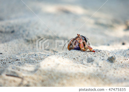 Hermit Crab in seashell crawling on the shore 47475835
