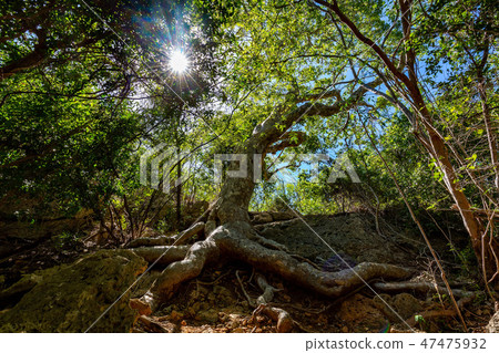 Old Guayacan tree place at guanica dry forest 47475932