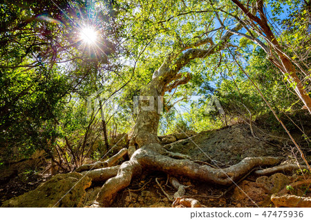 Old Guayacan tree place at guanica dry forest Old Guayacan tree place at guanica dry forest 47475936