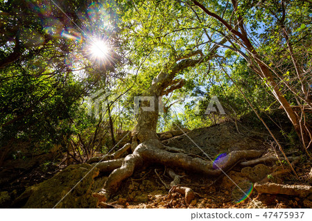 Old Guayacan tree place at guanica dry forest 47475937