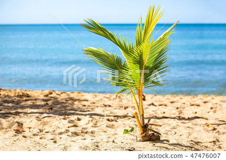 Exotic carribean shore of Puerto Rico beach  47476007