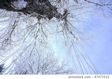 Bamboo and conifer trees ice fog ice winter 47477522