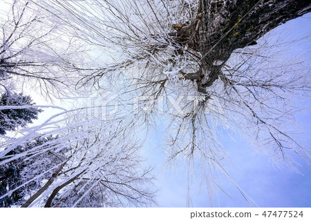 Bamboo and conifer trees ice fog ice winter 47477524
