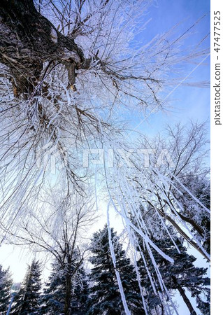 竹子和針葉樹樹冰霧冰冬天 47477525