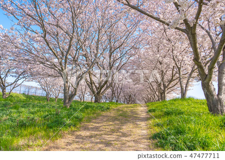 Cherry Tunnel Sakuragaya Park Hiyoshitsu Village 47477711