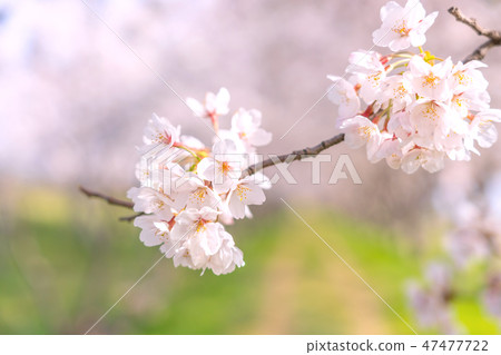 Cherry Tunnel Sakuragaya Park Hiyoshitsu Village Cherry Tunnel Sakuragaya Park Hiyoshitsu Village 47477722