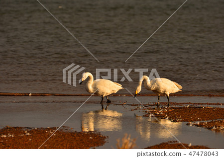 Swan in Lake Inawashiro 47478043