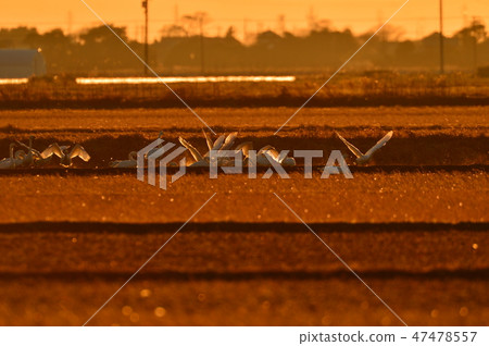 Chiba Prefecture Tozo Chiba Prefecture Tozo 47478557