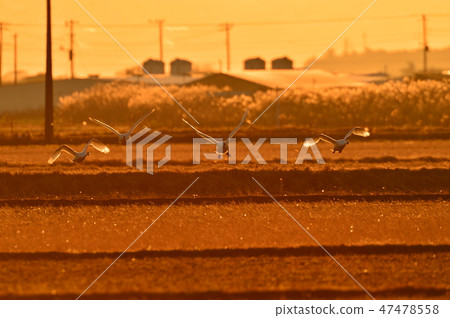 Chiba Prefecture Tozo Chiba Prefecture Tozo 47478558