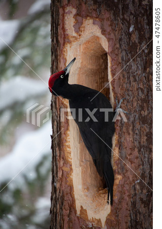 Kumagera Kumagera 47478605