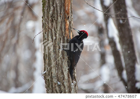 Kumagera Kumagera 47478607